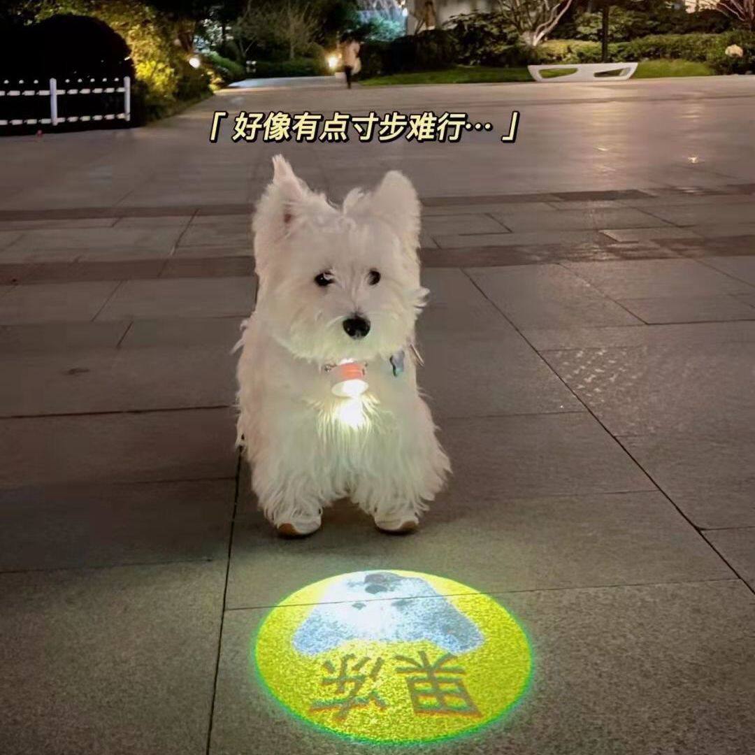 宠物社交投影灯遛狗灯狗狗夜行