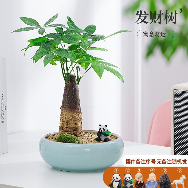 发财树盆栽办公室内桌面花卉植物客厅易活小绿植四季好养树苗盆景