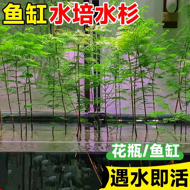 矮化水杉树苗水培水杉