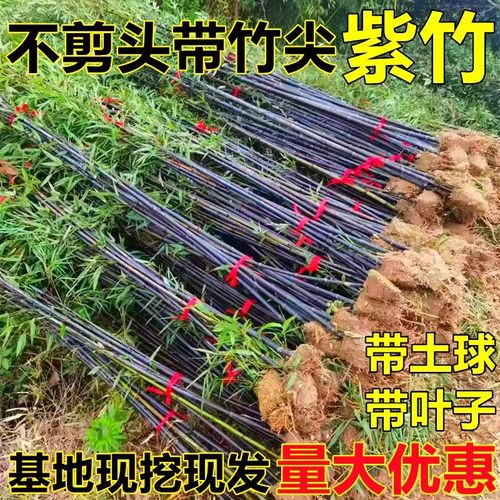 紫竹苗现货基地现挖庭院盆栽地栽