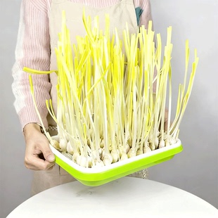 蒜苗蒜黄种植盆发豆芽菜芽苗菜家用育苗盘盒专用水培器皿种蒜神器