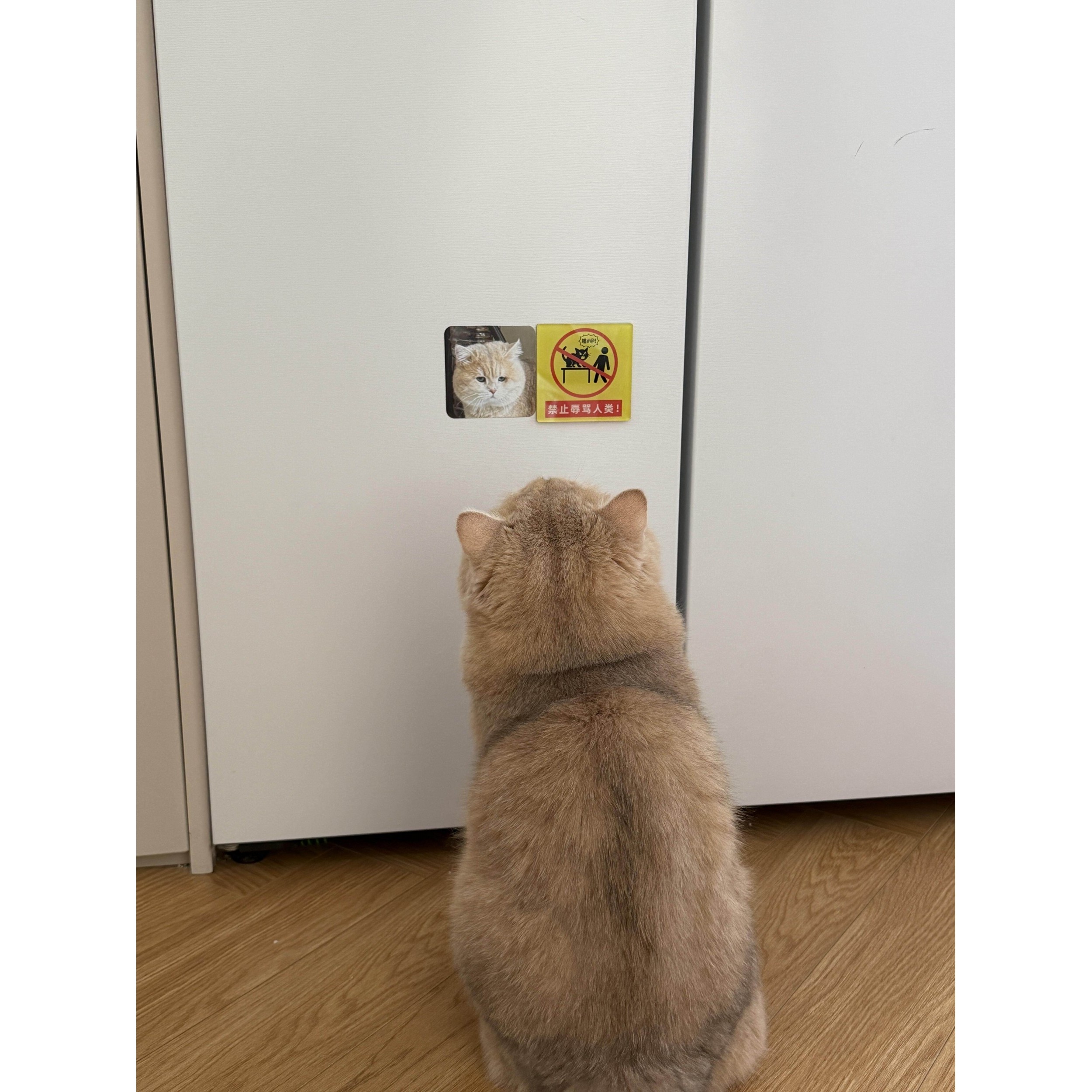 冰箱贴磁吸2026新款禁止殴打主人创意猫咪狗狗可爱玩具贴饰拍照