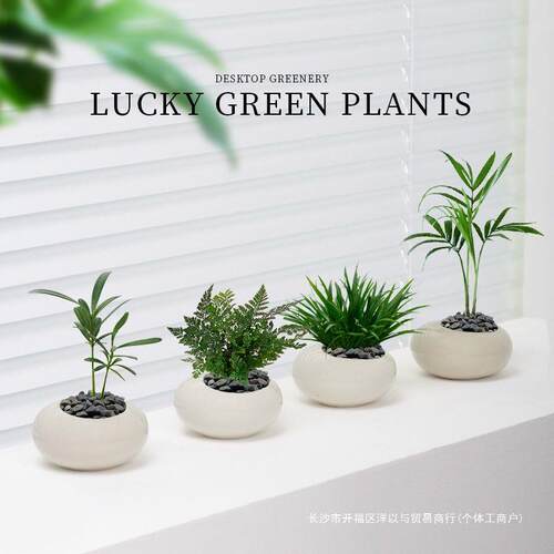 罗汉松迷你小盆栽客厅桌面绿植墨西哥铁植物办公室内懒人好养盆景