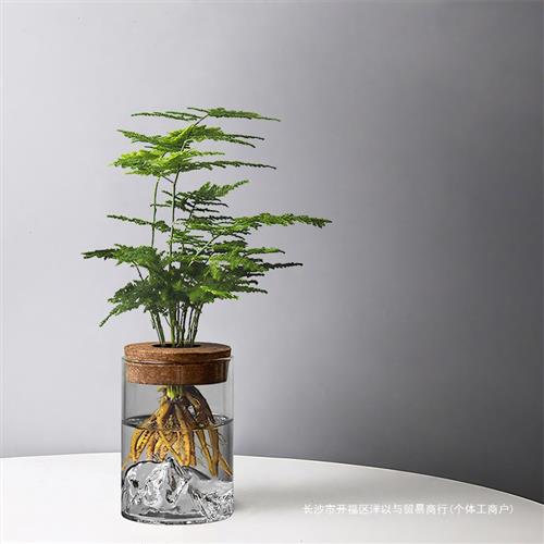 文竹水培植物盆栽办公室桌面绿植玻璃瓶摆件室内绿萝花卉懒人好养