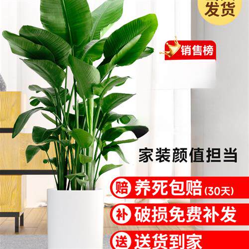 盆栽室内客厅大型绿植办公室大叶植物花卉美观家装颜值担当