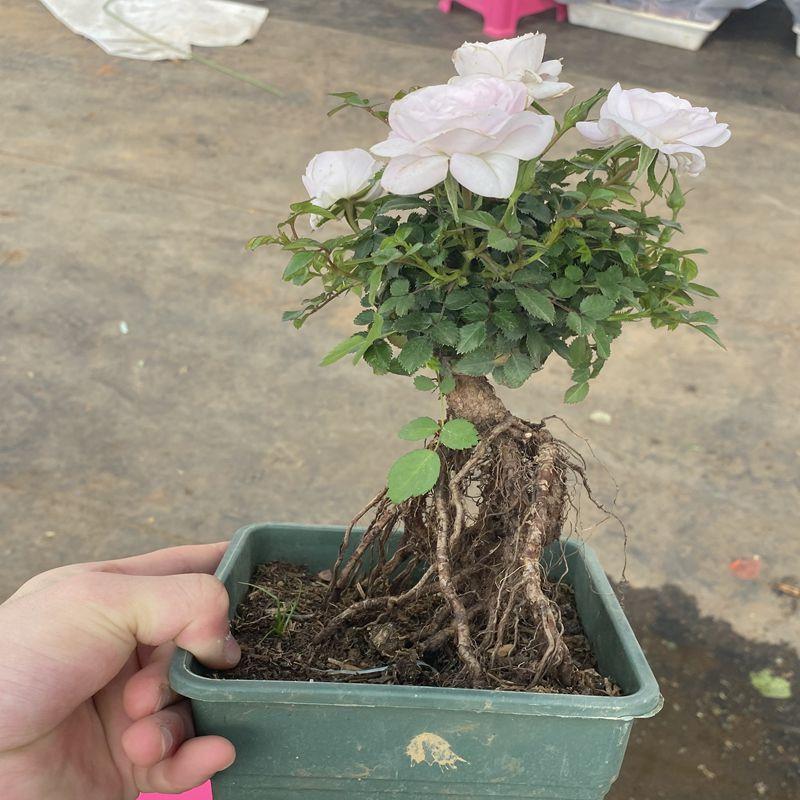 提根月季花苗特大花玫瑰室内盆栽绿植物果汁阳台四季开花灌木带花