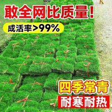 草皮真草坪带泥土别墅花园绿化四季青果岭草台湾草马尼拉草皮带土