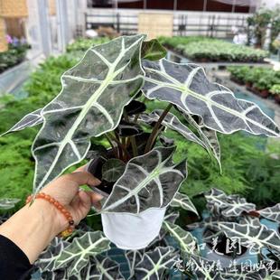 黑叶芋 小仙女盆栽 大仙女 龟甲观音莲 耐热观叶植物包邮