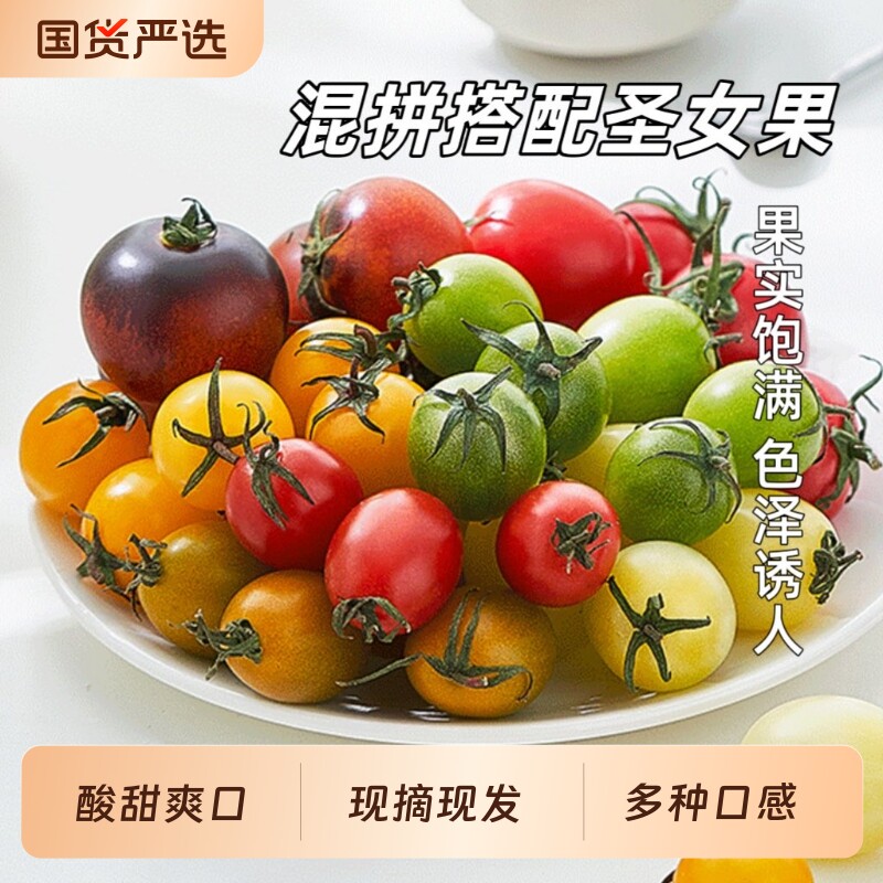 【胡鲜森】混拼搭配小番茄圣女果小西红柿当季新鲜现摘拼色混装