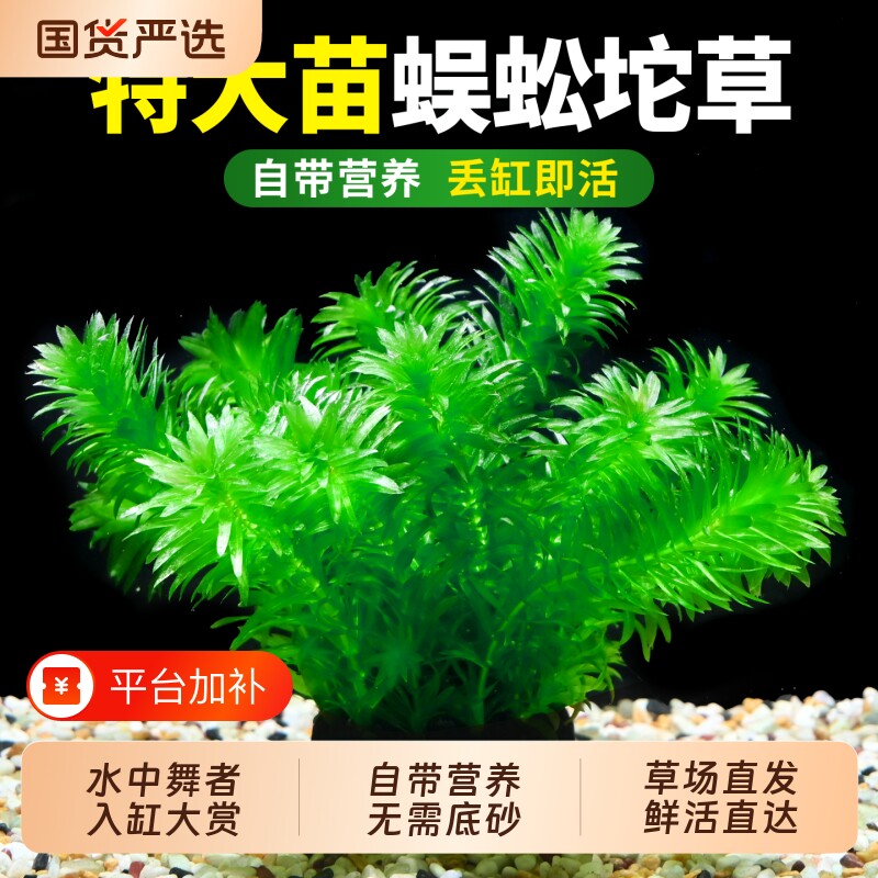 蜈蚣草大坨水草植物坨草鱼缸造景中后景装饰淡水阴性净水增氧绿植