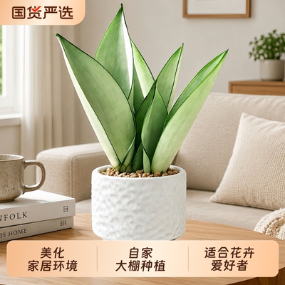白玉虎皮兰盆栽室内桌面花卉绿植