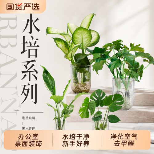 【烈儿宝贝直播间】水培绿植系列玛丽安龟背竹天堂鸟龙鳞春羽