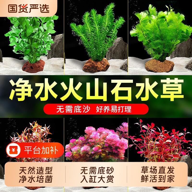 鱼缸水草植物真草造景火山石水培蜈蚣草阴性净化水质绿菊水榕套餐