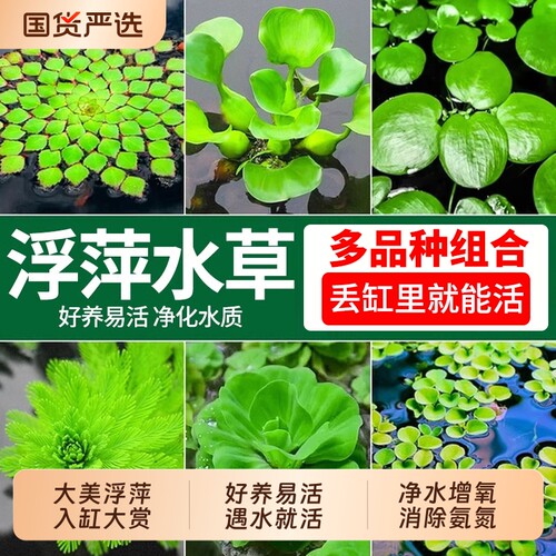 一叶莲水草装饰水质|千人加购