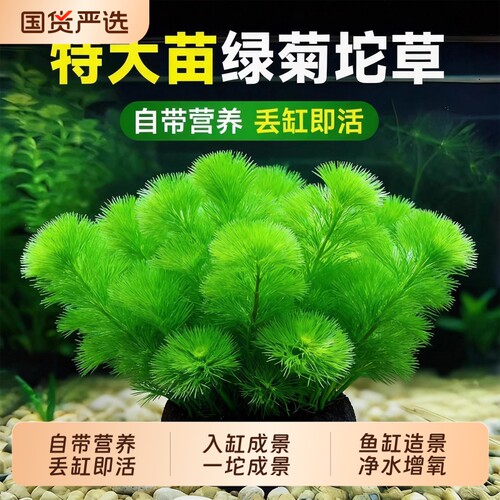 绿菊水草鱼缸造景好养增氧