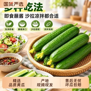山东潍坊水果小黄瓜5斤