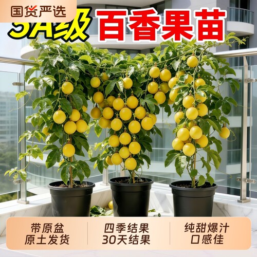 百香果苗南北方种植黄金纯甜9号