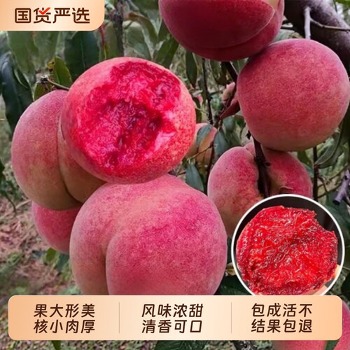 血桃苗特大早晚熟嫁接桃树苗水蜜桃盆栽地载苗南北方种植当年结果