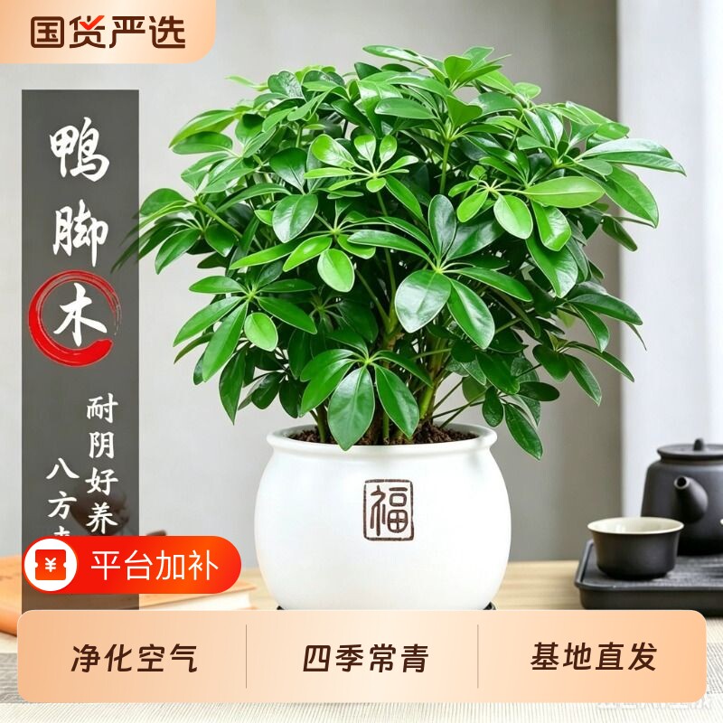 八方来财鸭脚木盆栽室内绿植招财旺宅办公室桌面盆景四季常青客厅
