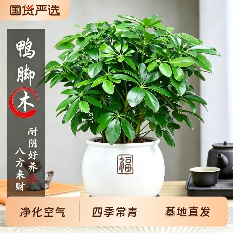 八方来财鸭脚木盆栽室内招财旺宅办公室桌面工位绿植盆景四季常青图片