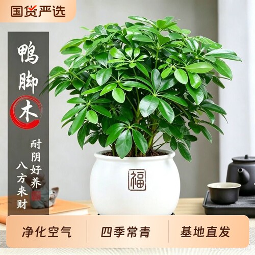 八方来财鸭脚木盆栽室内绿植招财旺宅办公室桌面工位盆景四季常青
