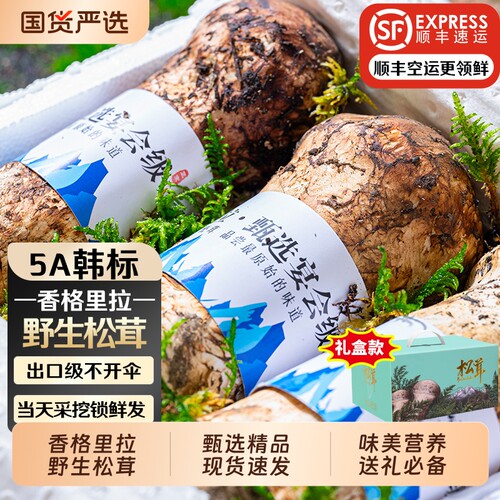 新鲜松茸鲜嫩煲汤野生现挖