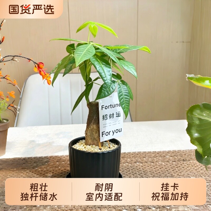 发财树小盆栽盆景小苗绿植办公室内桌面植物好养四季常青净化空气