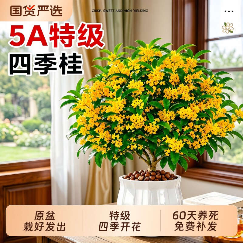 桂花树苗四季桂金桂盆栽多季开花阳台浓室内庭院花卉绿植丹桂带花
