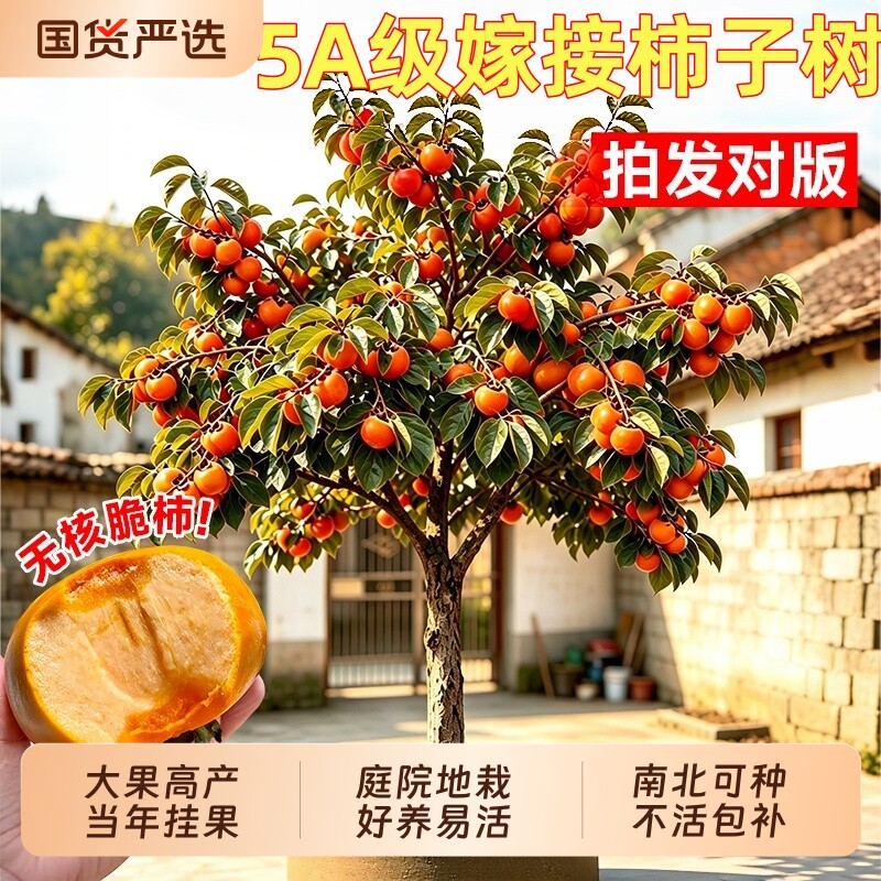 脆甜柿子树果苗嫁接苗无核矮化庭院果树特大号地栽盆栽北方耐寒图片