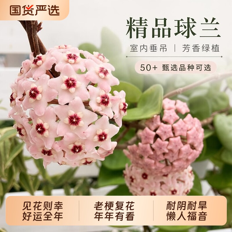 球兰盆栽室内爬藤植物花卉绿植好养耐阴可垂吊新手银斑克林顿心叶