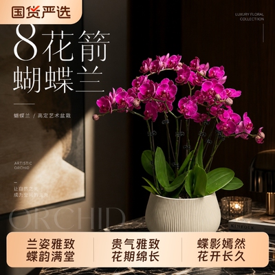 【烈儿宝贝直播间】蝴蝶兰盆栽精品富贵8花箭大花好养活摆件