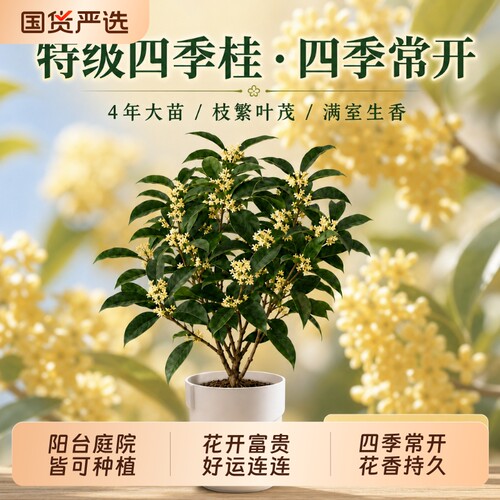 四季桂花小型盆景室内阳台办公室