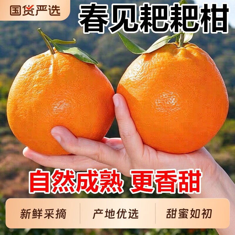 四川春见耙耙柑新鲜水果当季整箱正宗橘子丑柑橘粑粑柑桔大果包邮