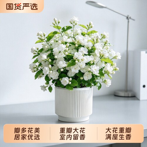 虎头茉莉花重瓣大花懒人好养
