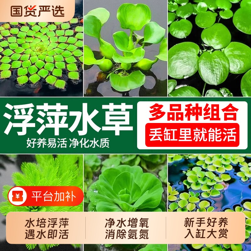 浮萍水草植物鱼缸造景水培一叶莲水芙蓉葫芦睡莲净水增氧漂浮水草