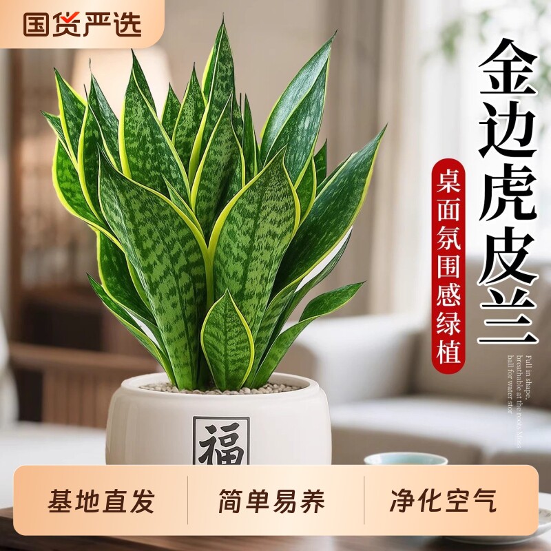 金边虎皮兰盆栽多肉水培植物绿植办公室内花卉大全客厅虎尾兰桌面图片