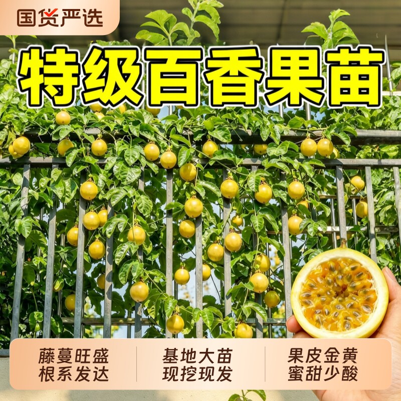 钦蜜9号百香果嫁接树苗基地大苗百香果树苗南北方可种植不活包补图片