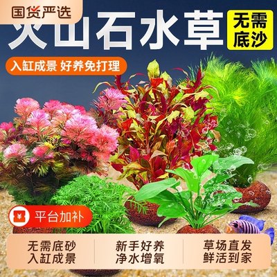 火山石水草鱼缸造景装饰净化水质