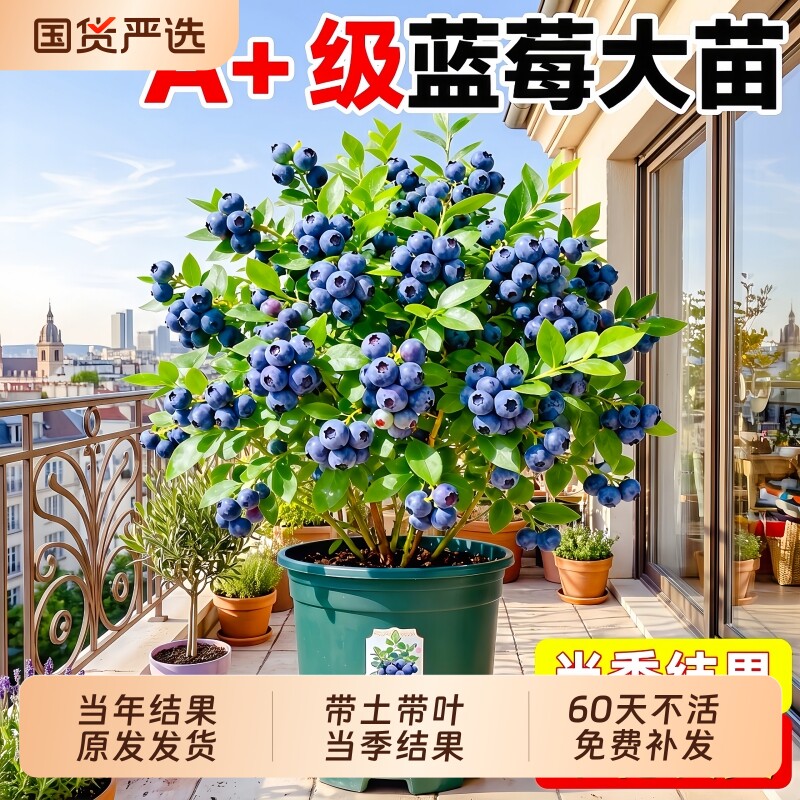 蓝莓树果苗特大号盆栽L25花香蓝莓苗地栽室内外四季南北方种植树