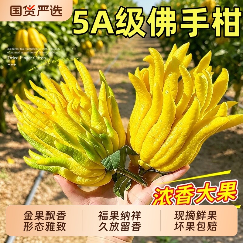 佛手柑水培植物鲜果桌面闻香观赏摆件室内水养绿植新鲜超级可食用