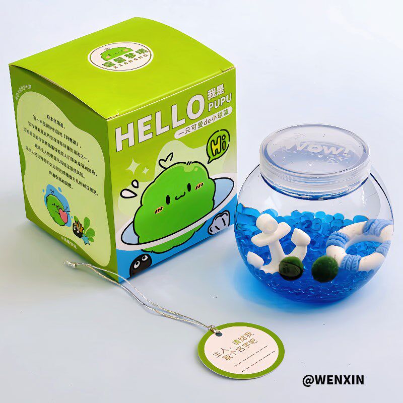 马里莫海藻球微景观生态瓶饲养套装办公室水培植物小绿球藻marimo