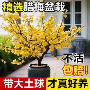 腊梅花盆栽矮化老桩盆景梅花耐寒花苗室外阳台庭院花卉浓香型树苗