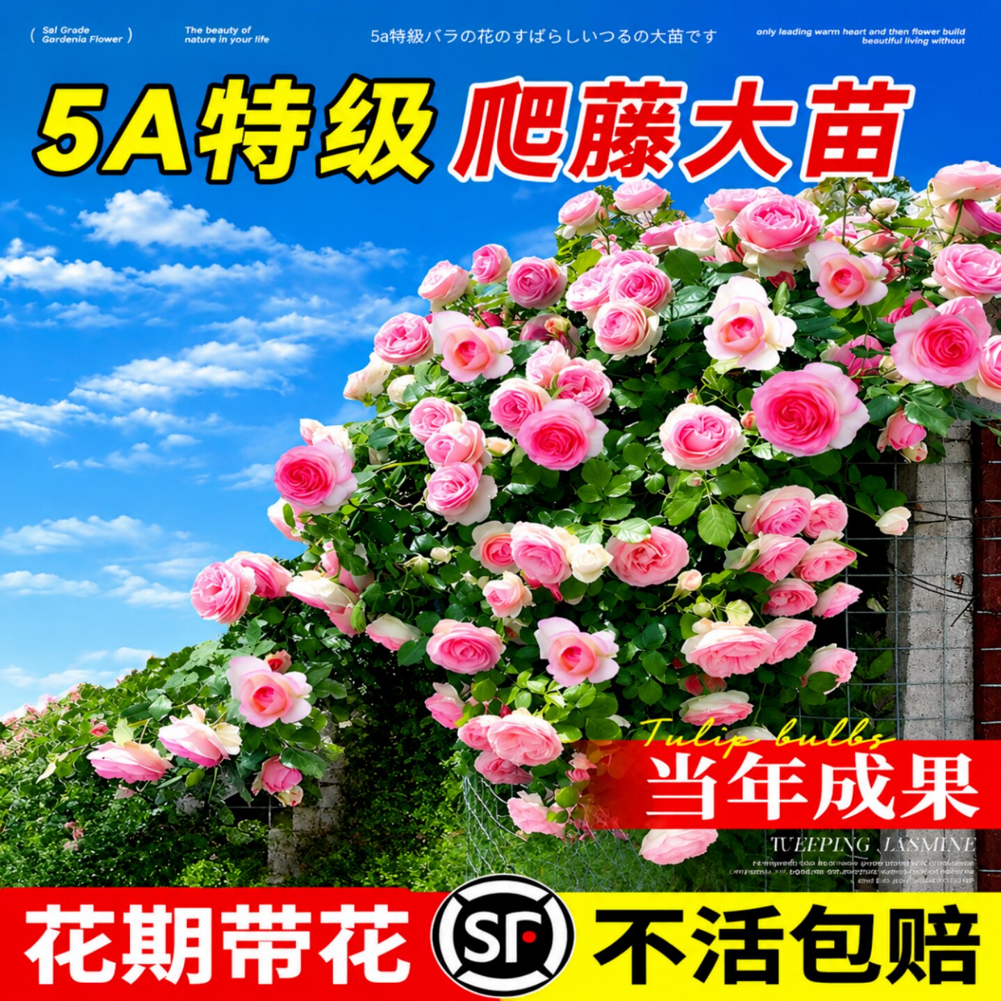 耐寒藤本月季大苗爬墙耐热盆栽图片