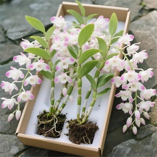 带叶泼墨石斛兰花苗盆栽秋石斛白泼墨石斛兰花办公室绿植好养易活