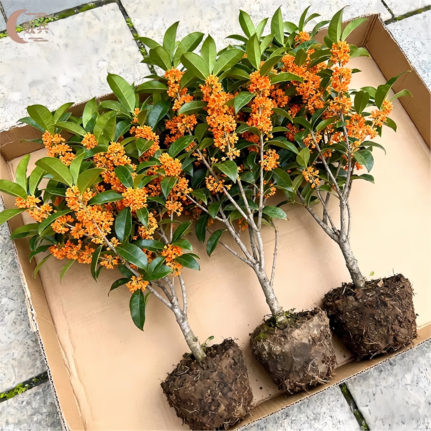 桂花树苗盆栽室内室外绿植阳台