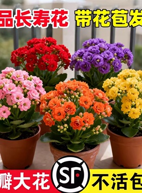 长寿花盆栽花苗带花苞重瓣大花金狐狸室内多年生好养的花卉绿植物