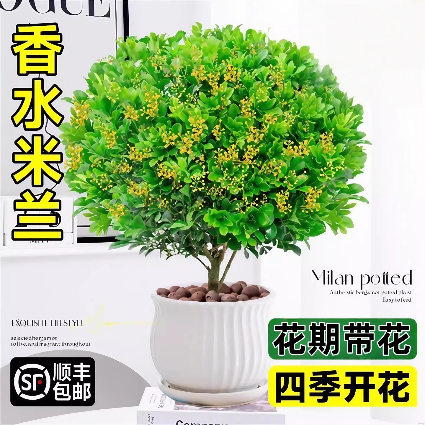 香水米兰盆栽茉莉室内绿植物浓香四季花卉苗客厅阳台好养易活花卉