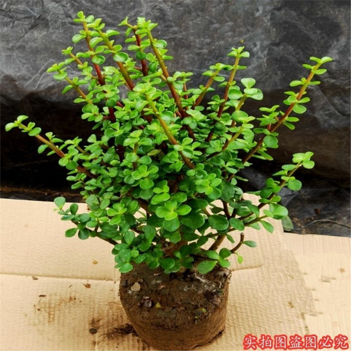 金枝玉叶花卉盆栽室内耐旱绿植阳台常青花苗带土好养多肉老桩植物,鲜花速递/花卉仿真/绿植园艺,多肉植物,淘宝优惠券,粉丝福利购,淘宝优惠卷