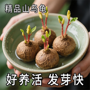 红藤山乌龟盆栽金不换植物桌面爬藤绿植水培多肉圆叶山乌龟好养活