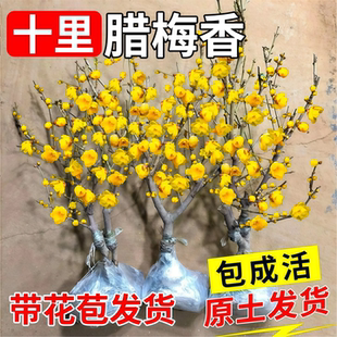 腊梅花树苗盆栽丛生地载庭院风景树耐寒红梅矮化老桩原生素心腊梅
